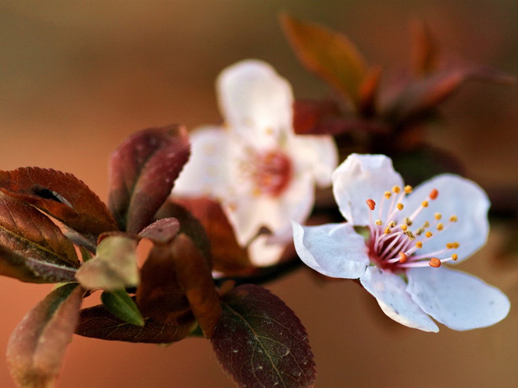 Spring flowers (Minghu Metasequoia works) #4 - 1024x768