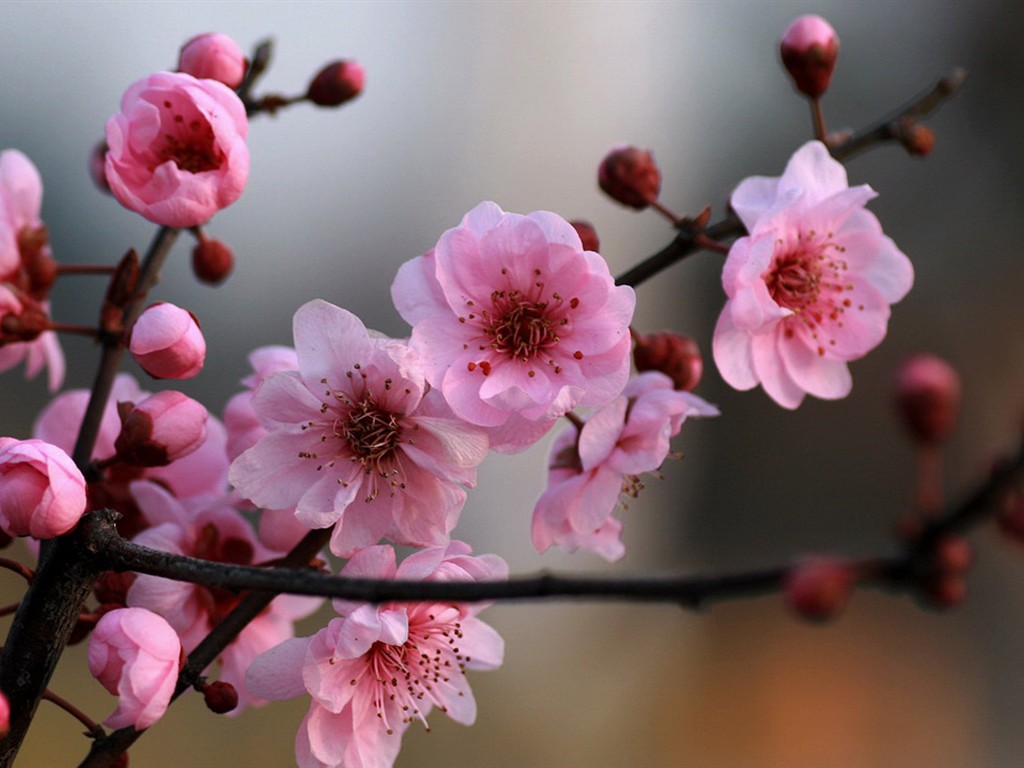 봄 꽃 (Minghu Metasequoia 작동) #8 - 1024x768