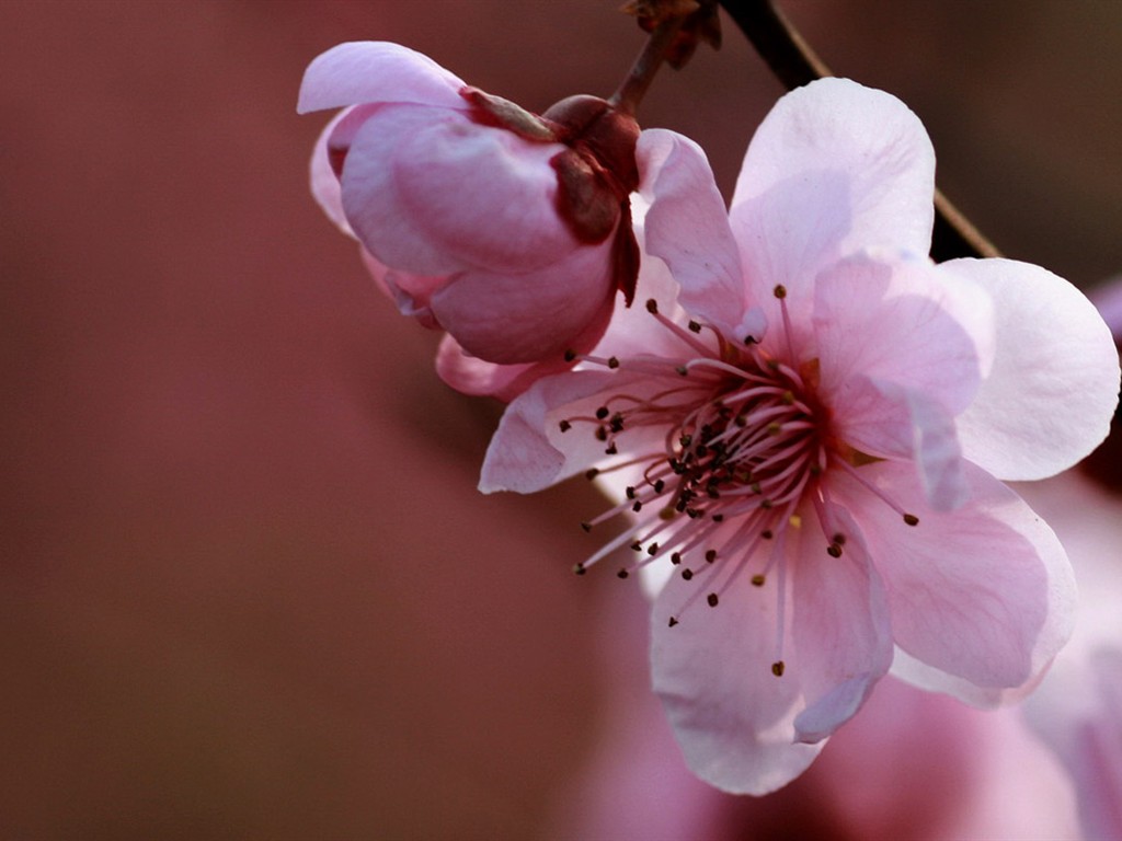 Spring flowers (Minghu Metasequoia works) #11 - 1024x768
