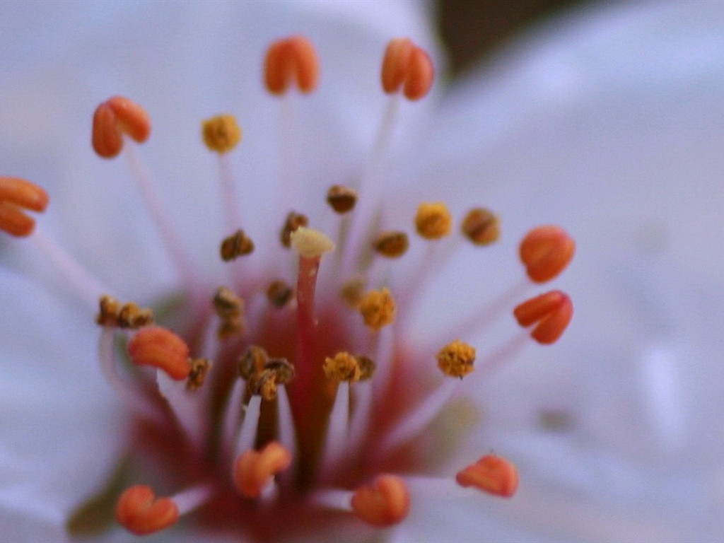 봄 꽃 (Minghu Metasequoia 작동) #12 - 1024x768