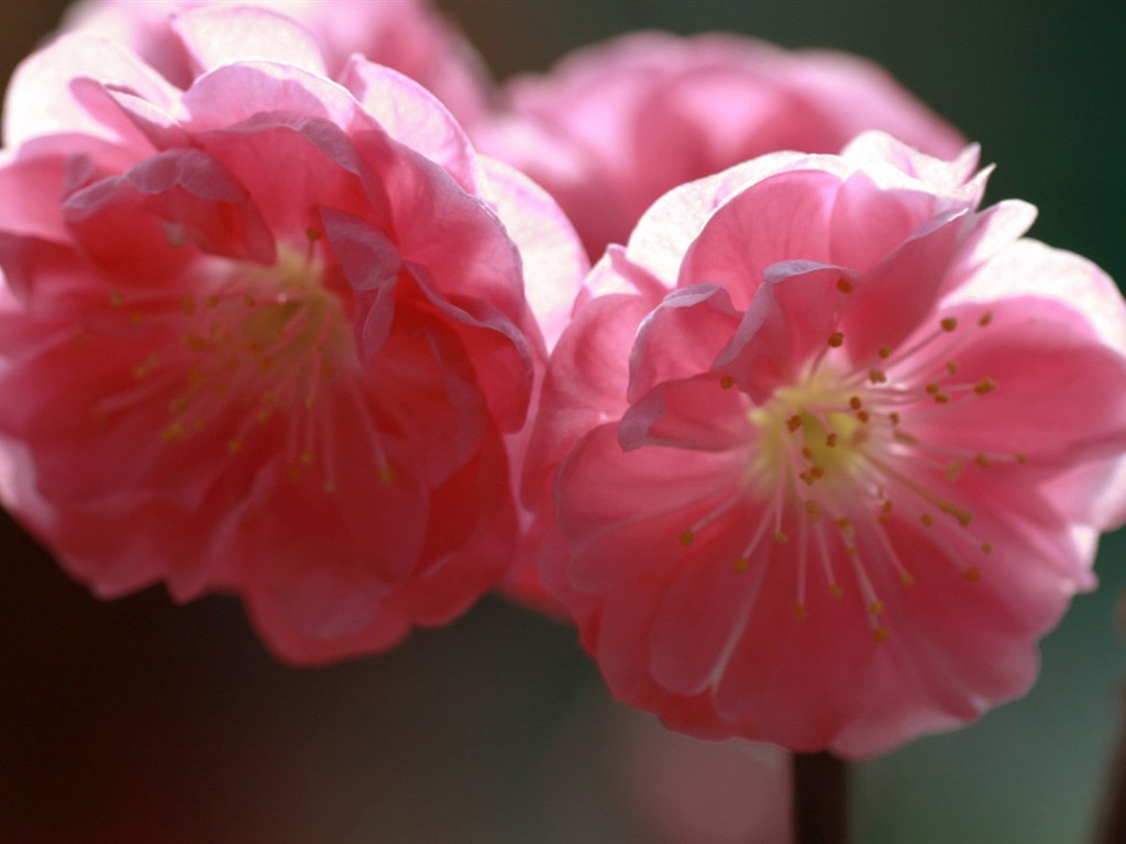Spring flowers (Minghu Metasequoia works) #14 - 1024x768