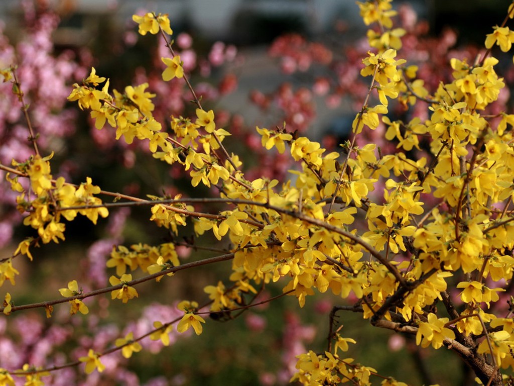 Spring flowers (Minghu Metasequoia works) #15 - 1024x768