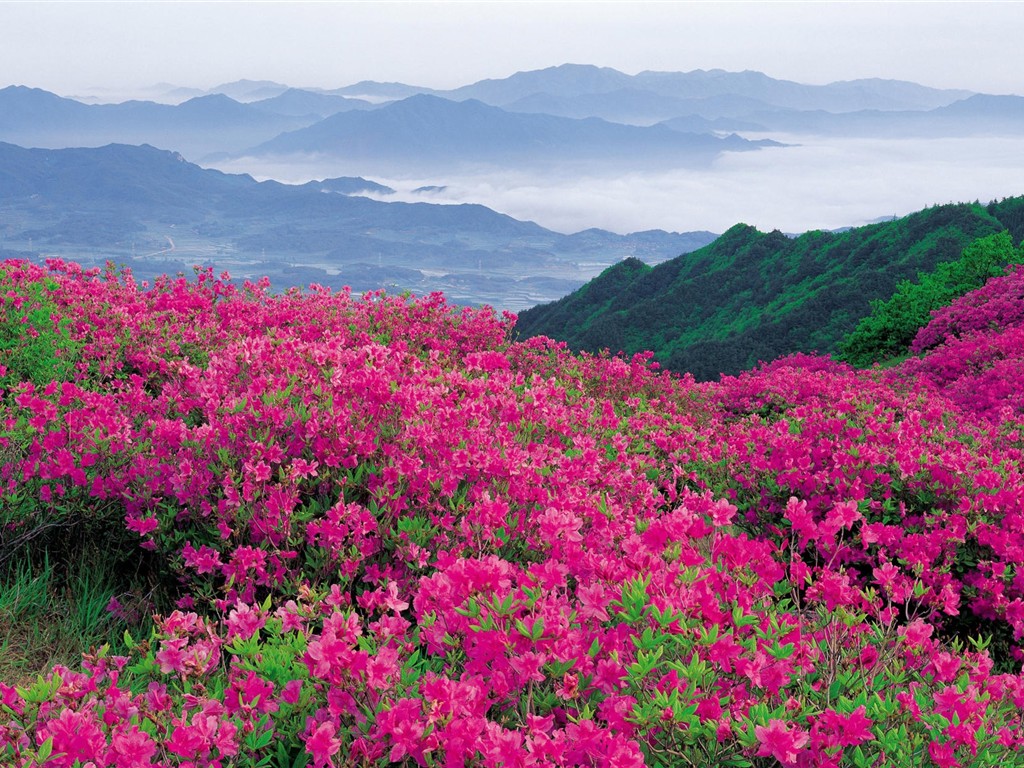鮮豔奪目花朵高清壁紙 #3 - 1024x768