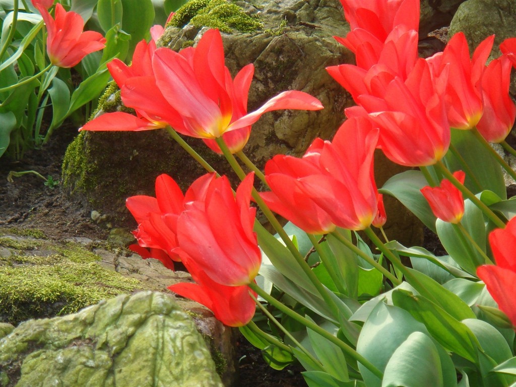 Fond d'écran HD de fleurs colorées #10 - 1024x768