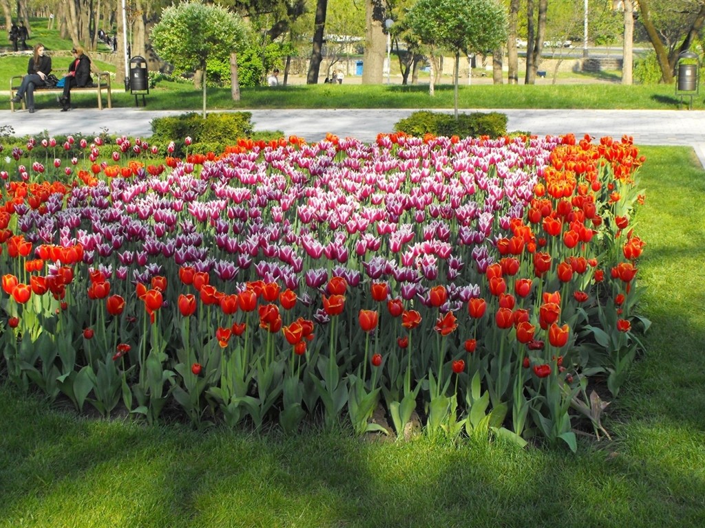 鮮豔奪目花朵高清壁紙 #15 - 1024x768