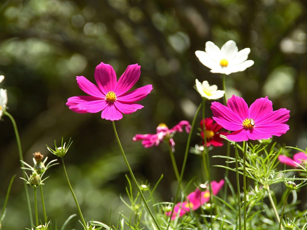 Fond d'écran HD de fleurs colorées #19 - 1024x768