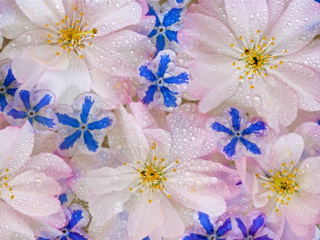Fond d'écran HD de fleurs colorées #20 - 1024x768
