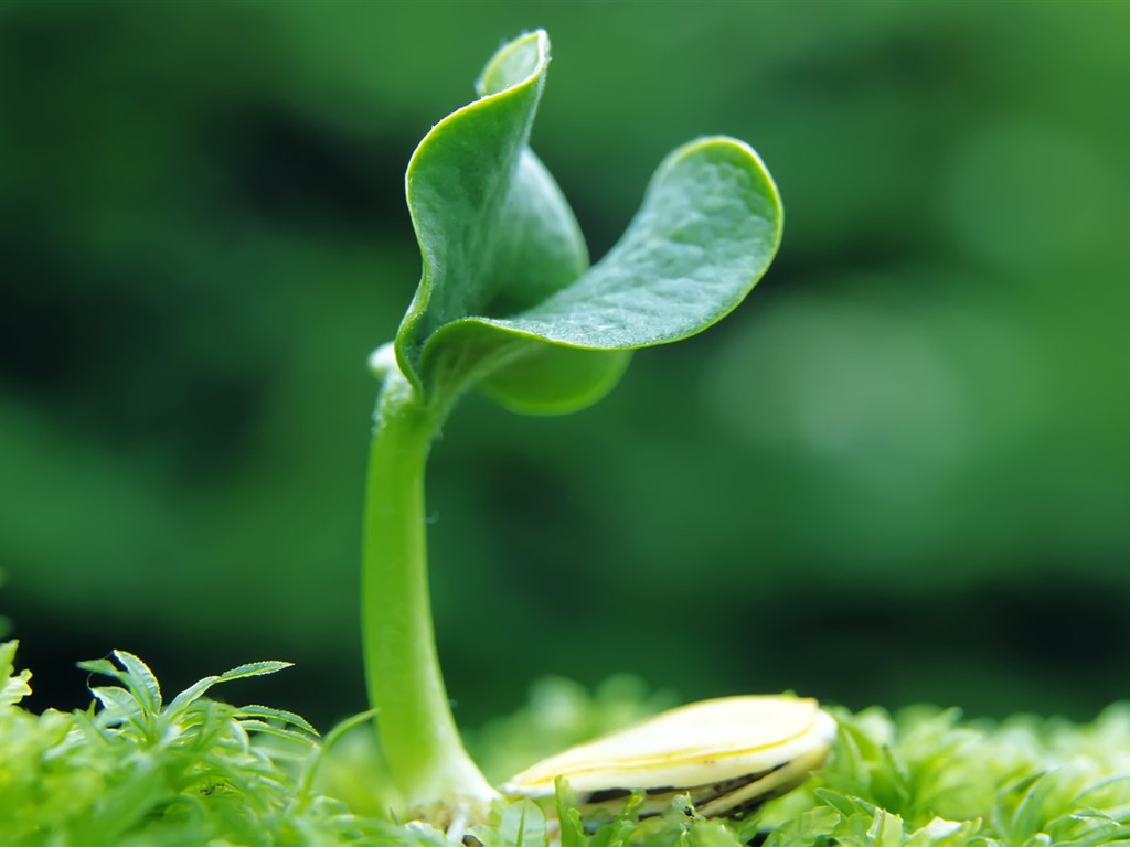 Sprout leaves HD Wallpaper (2) #22 - 1024x768