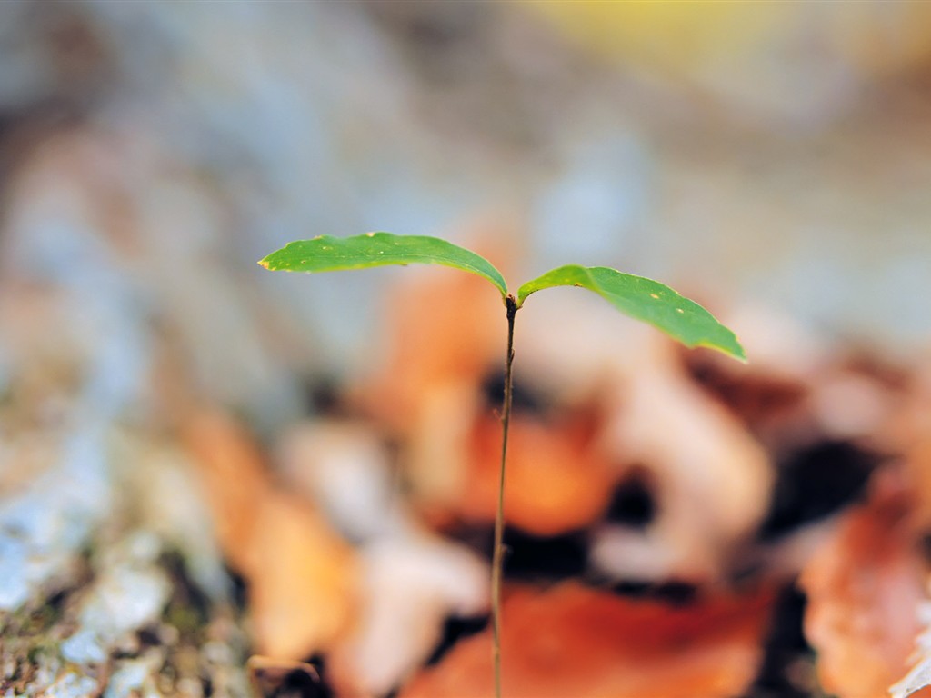 Sprout leaves HD Wallpaper (2) #34 - 1024x768