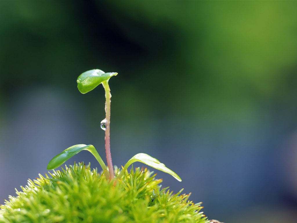 Sprout Blätter HD Wallpaper (2) #37 - 1024x768