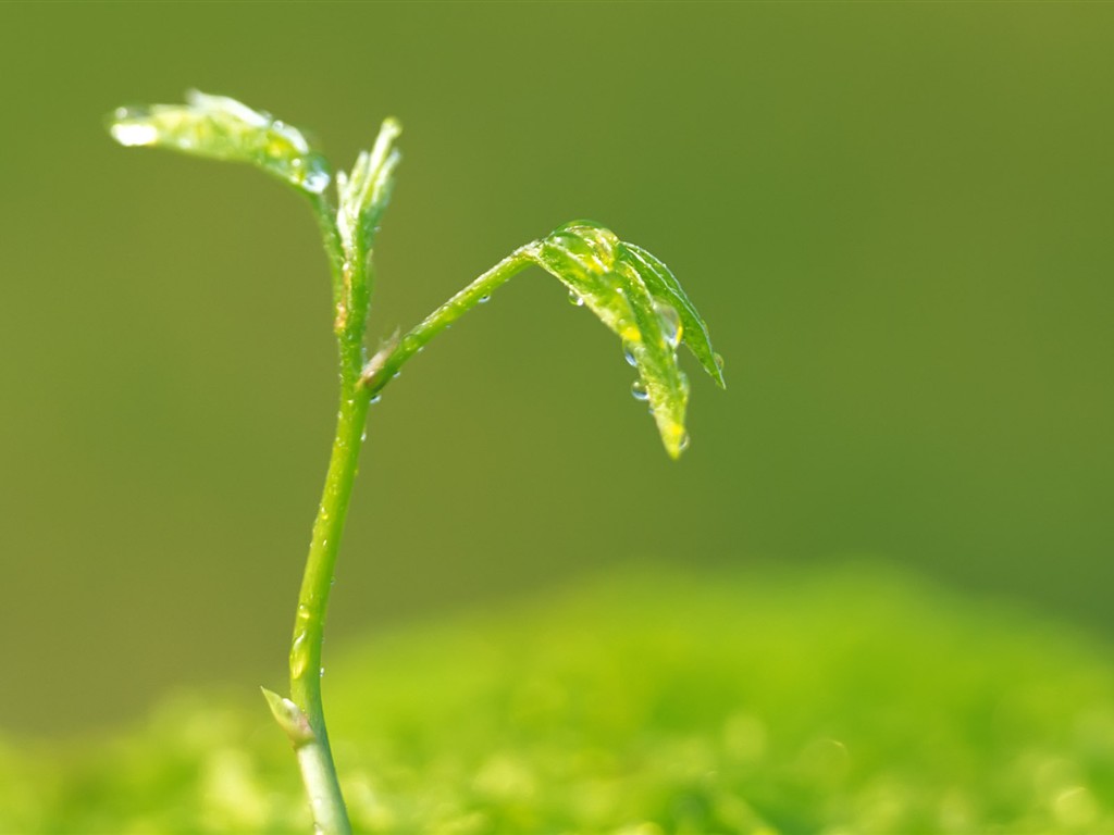 Sprout leaves HD Wallpaper (2) #38 - 1024x768