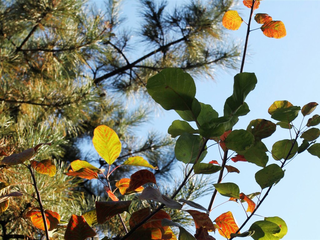 Beijing Tour - Fragrant Hills Park (ggc works) #13 - 1024x768