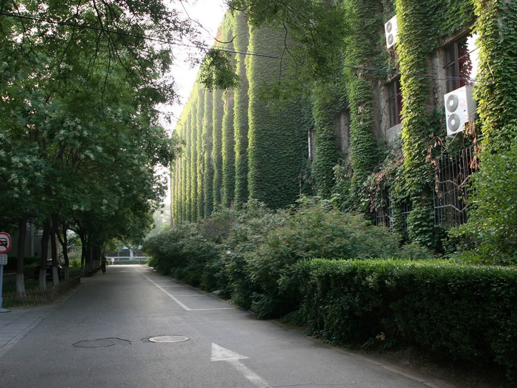 Glimpse of Peking University (Minghu Metasequoia works) #17 - 1024x768