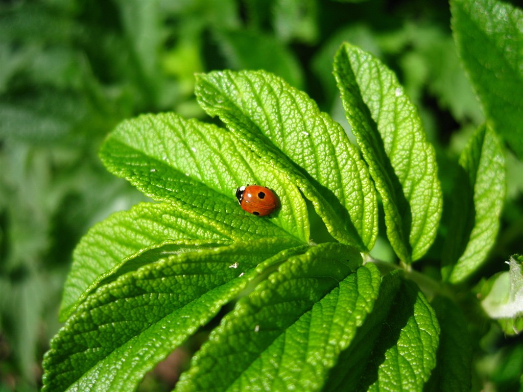 Fresh green wallpaper #1 - 1024x768