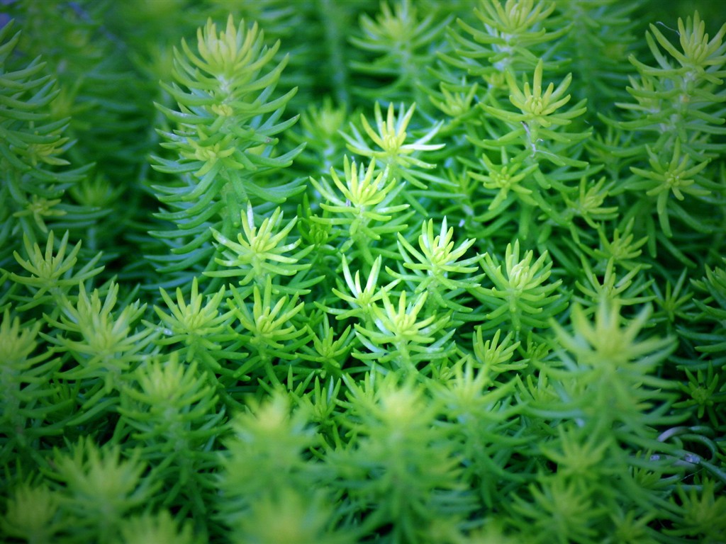 清新綠色植物壁紙 #8 - 1024x768