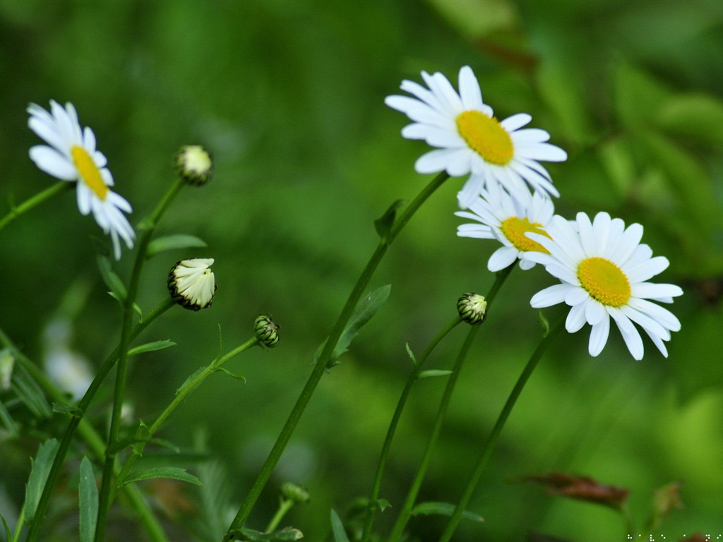 清新绿色植物壁纸9 - 1024x768