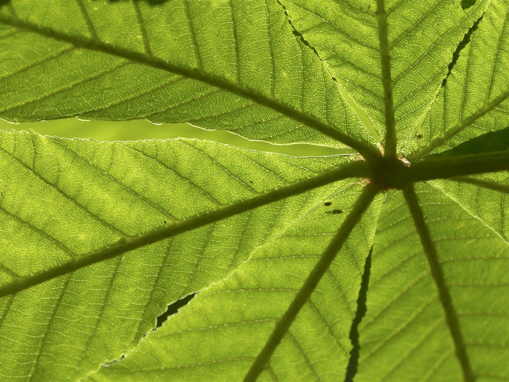 超大葉脈花草高清壁紙 #17 - 1024x768