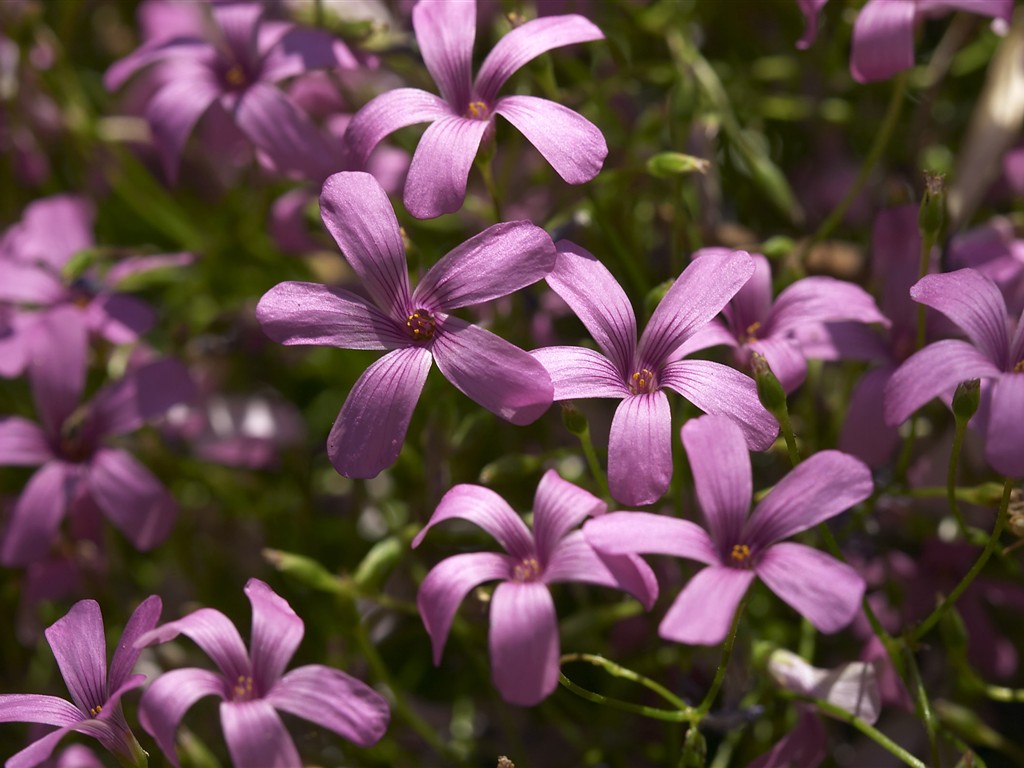 HD wallpaper květy velké žíly #23 - 1024x768