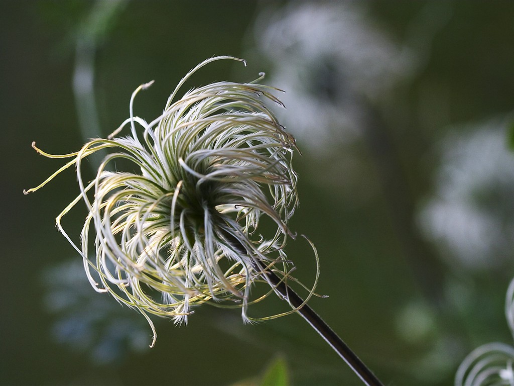 flores fondos de escritorio de alta definición vena grande #28 - 1024x768