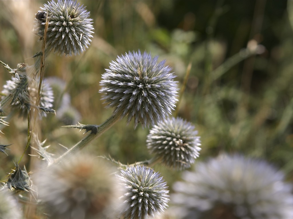 HD wallpaper květy velké žíly #33 - 1024x768