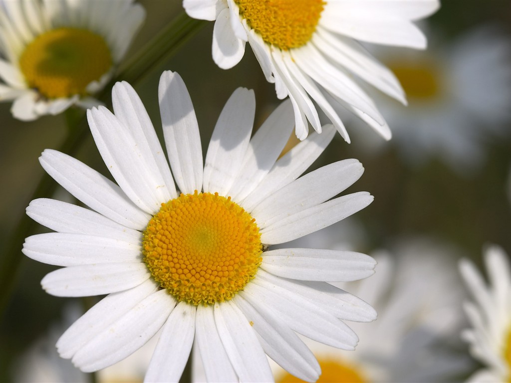 flores fondos de escritorio de alta definición vena grande #34 - 1024x768