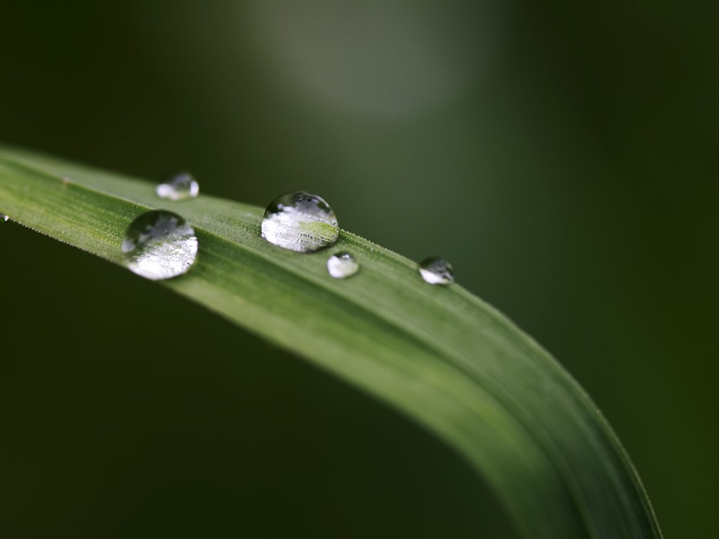 HD wallpaper květy velké žíly #36 - 1024x768