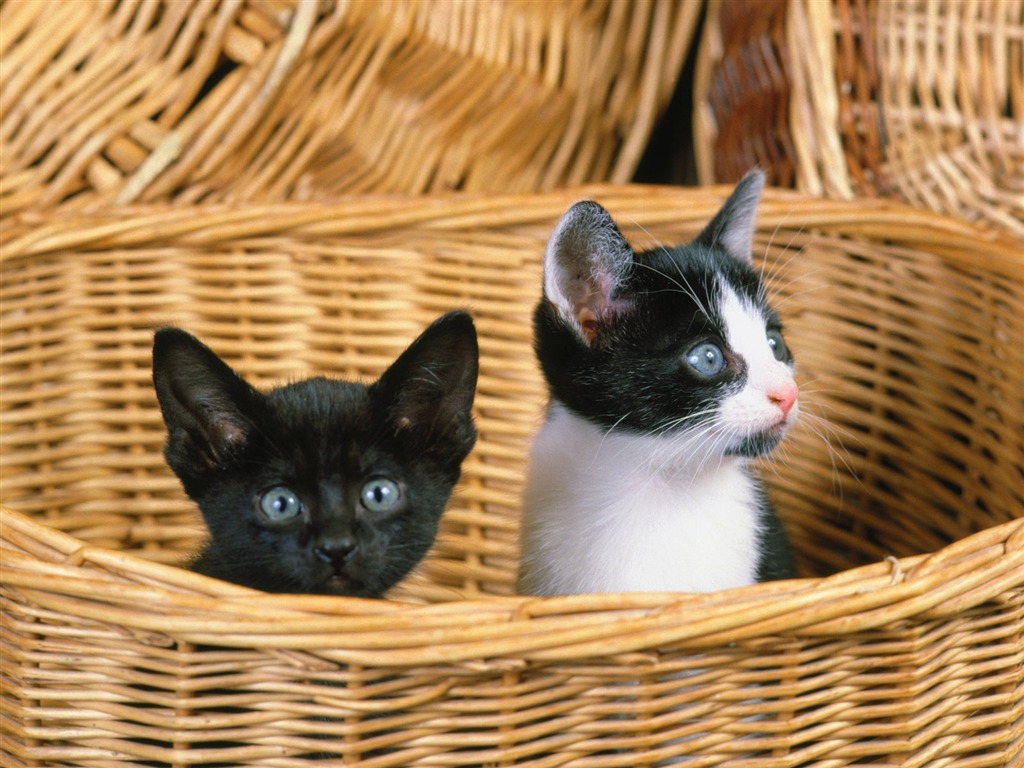 Little Pet Wallpaper Album #2 - 1024x768