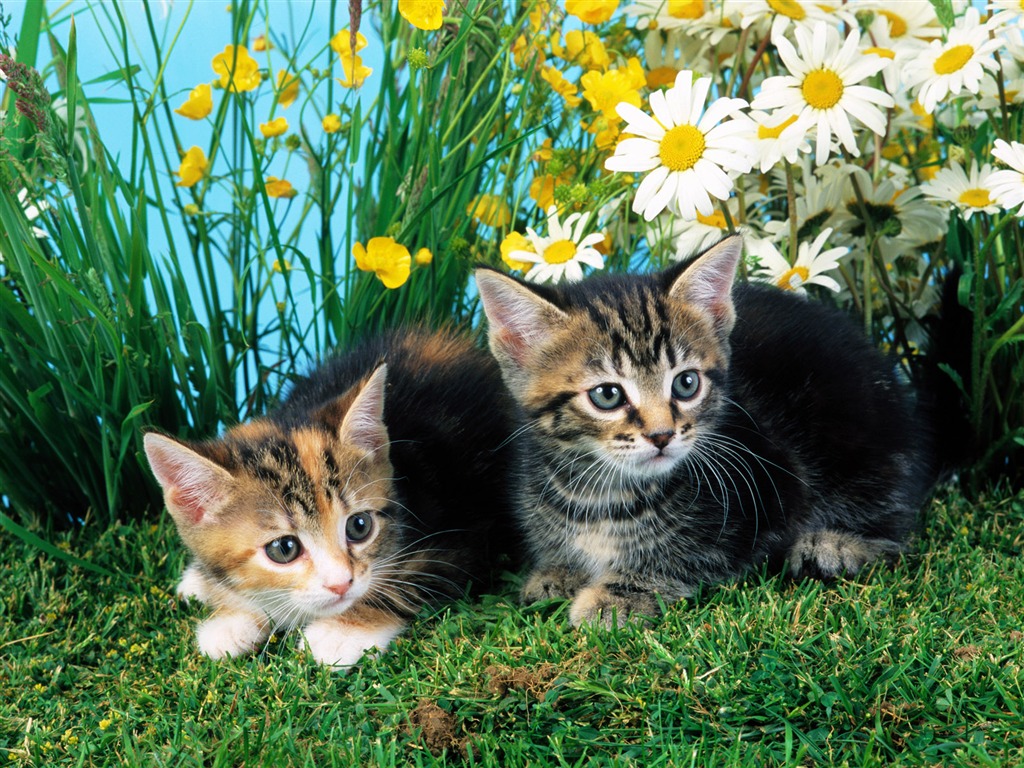 Little Pet Wallpaper Album #7 - 1024x768