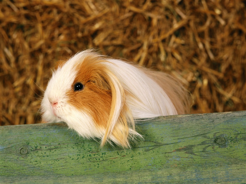 Little Pet Wallpaper Album #9 - 1024x768