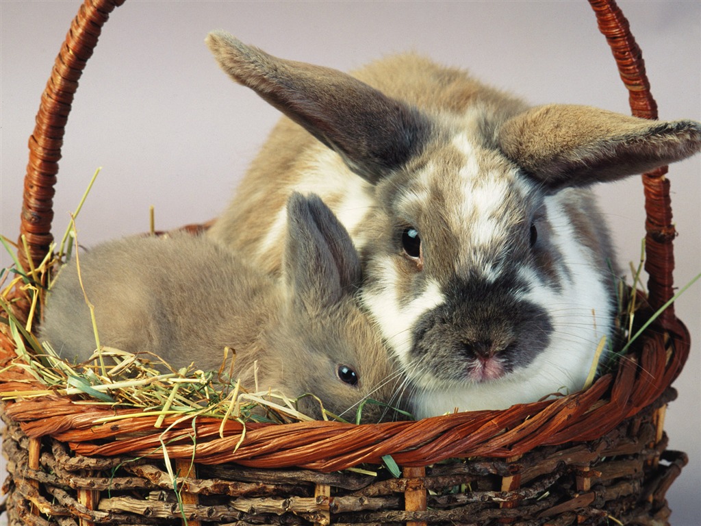Little Pet Wallpaper Album #10 - 1024x768