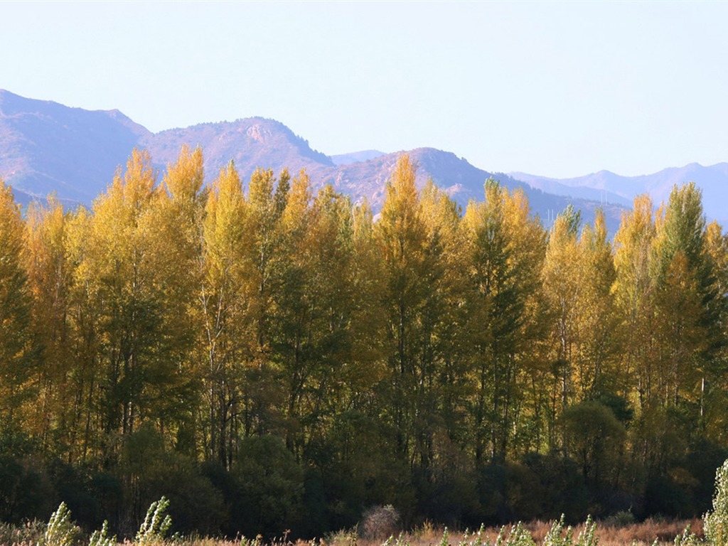 Paddock Saihanba (Minghu Metasequoia works) #4 - 1024x768