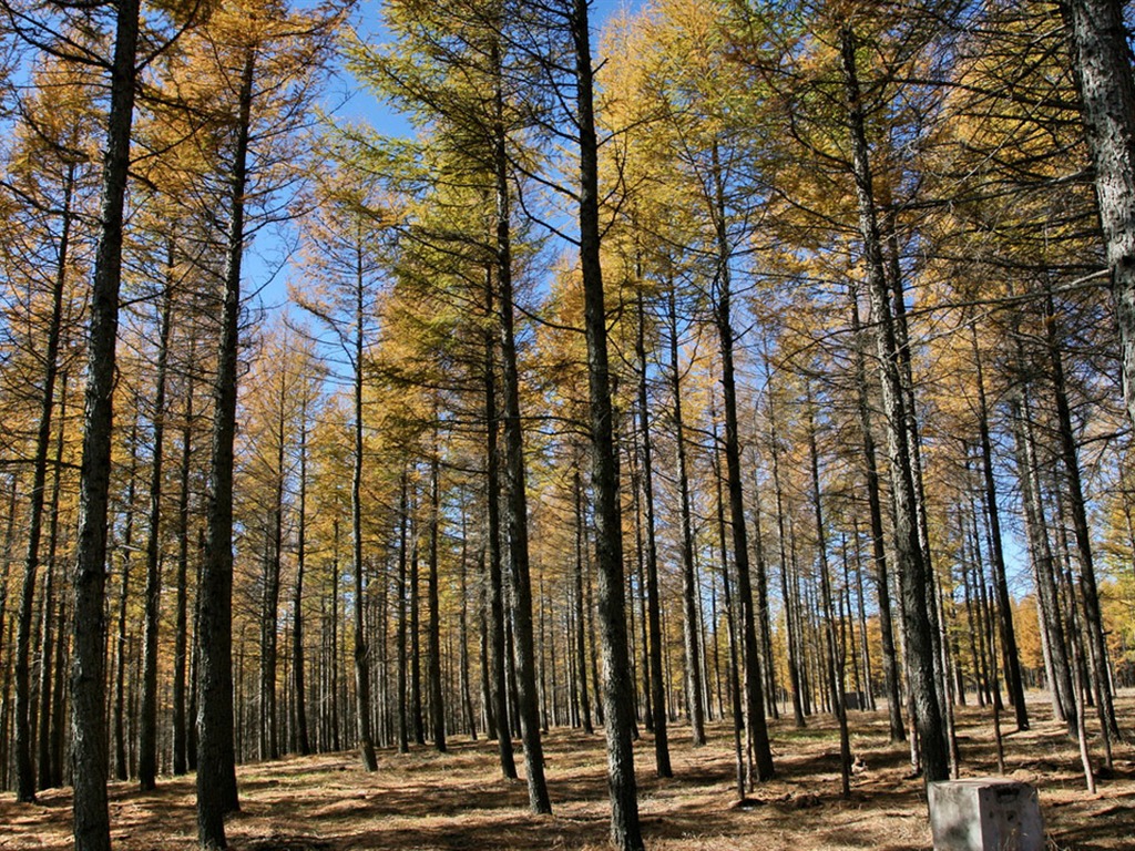 Paddock Saihanba (Minghu Metasequoia works) #12 - 1024x768