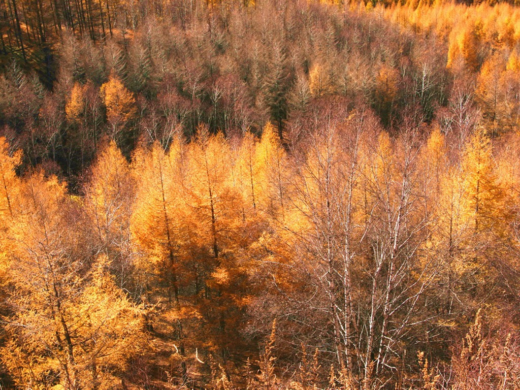 Paddock Saihanba (Minghu Metasequoia works) #16 - 1024x768