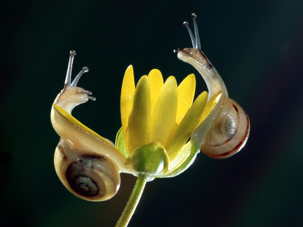 Fondo de pantalla de fotos de insectos #4 - 1024x768