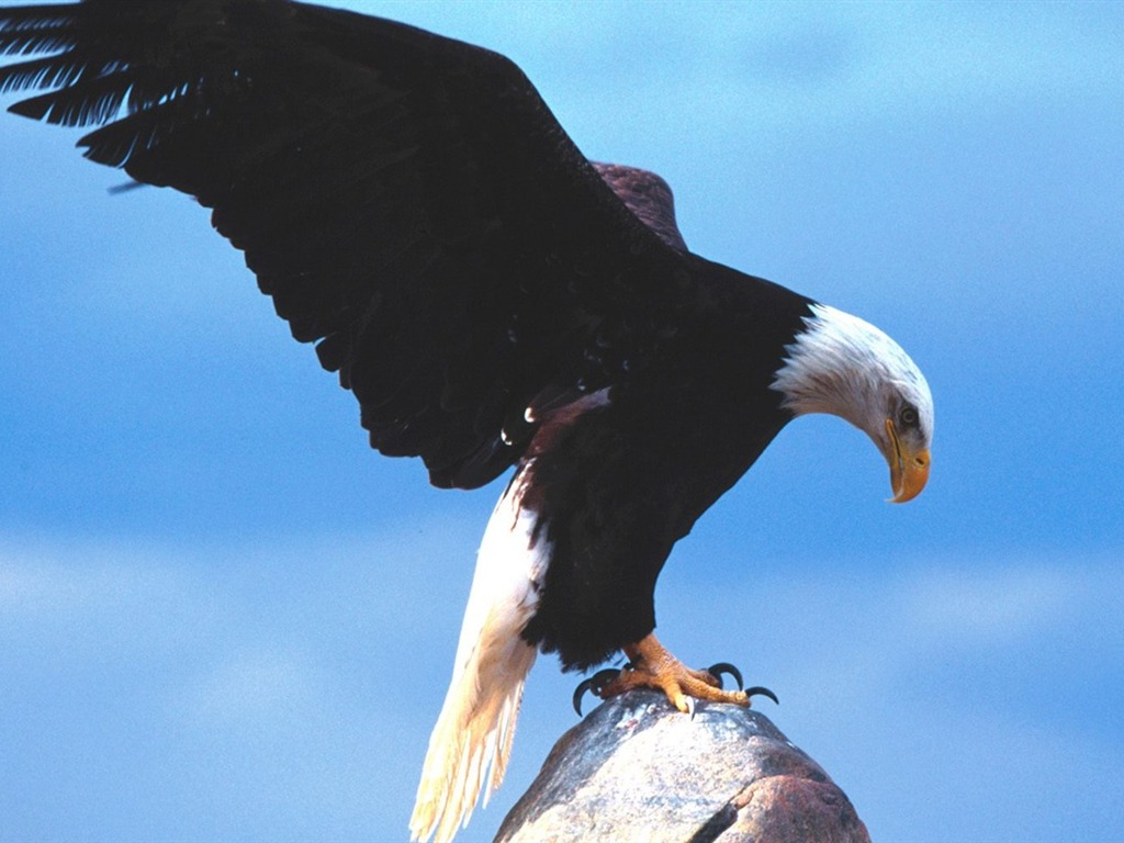 las alas del águila volar fondo de pantalla #6 - 1024x768