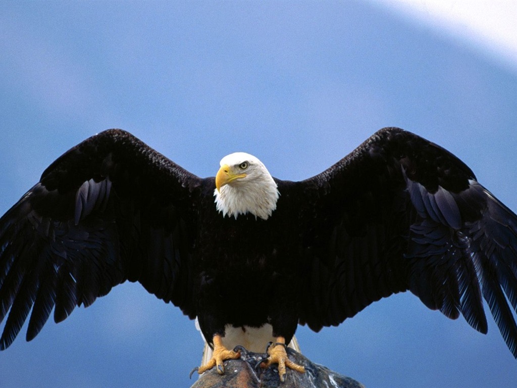 Eagle wings fly wallpaper #9 - 1024x768