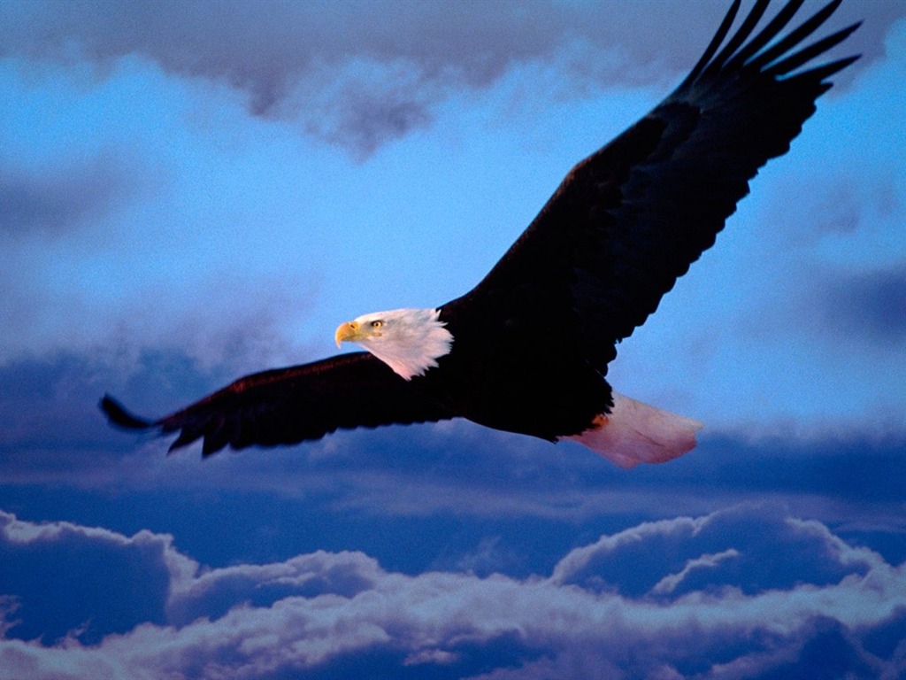 Eagle křídla letět wallpaper #12 - 1024x768