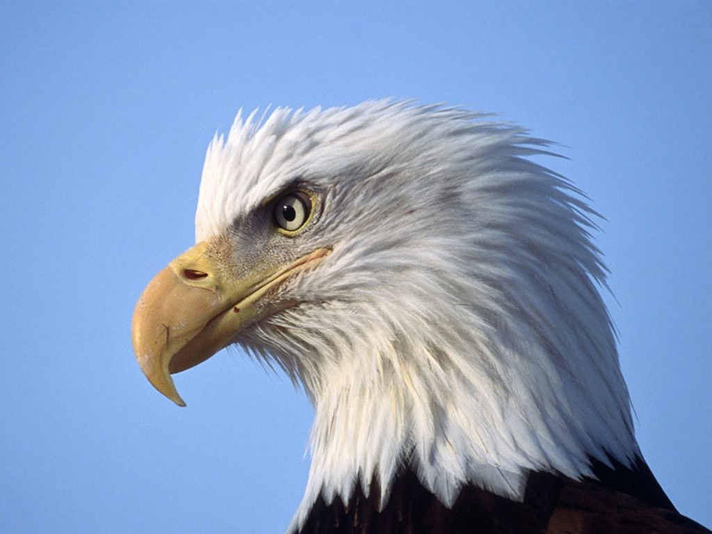 Eagle křídla letět wallpaper #13 - 1024x768