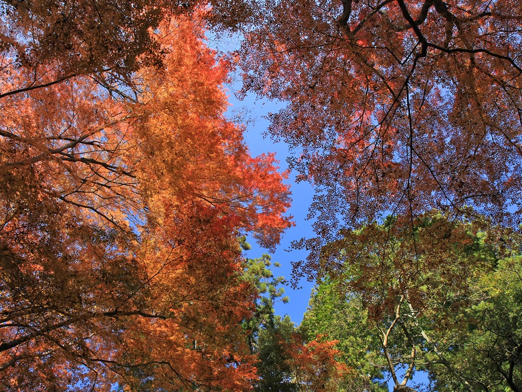 Fond d'écran Belle Feuille d'érable #8 - 1024x768