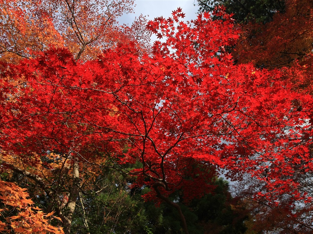 Fond d'écran Belle Feuille d'érable #12 - 1024x768