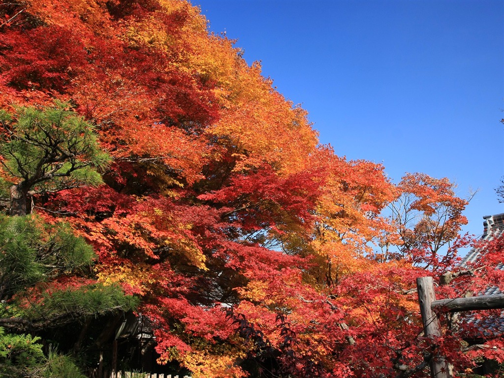 Beautiful Maple Leaf Wallpaper #15 - 1024x768