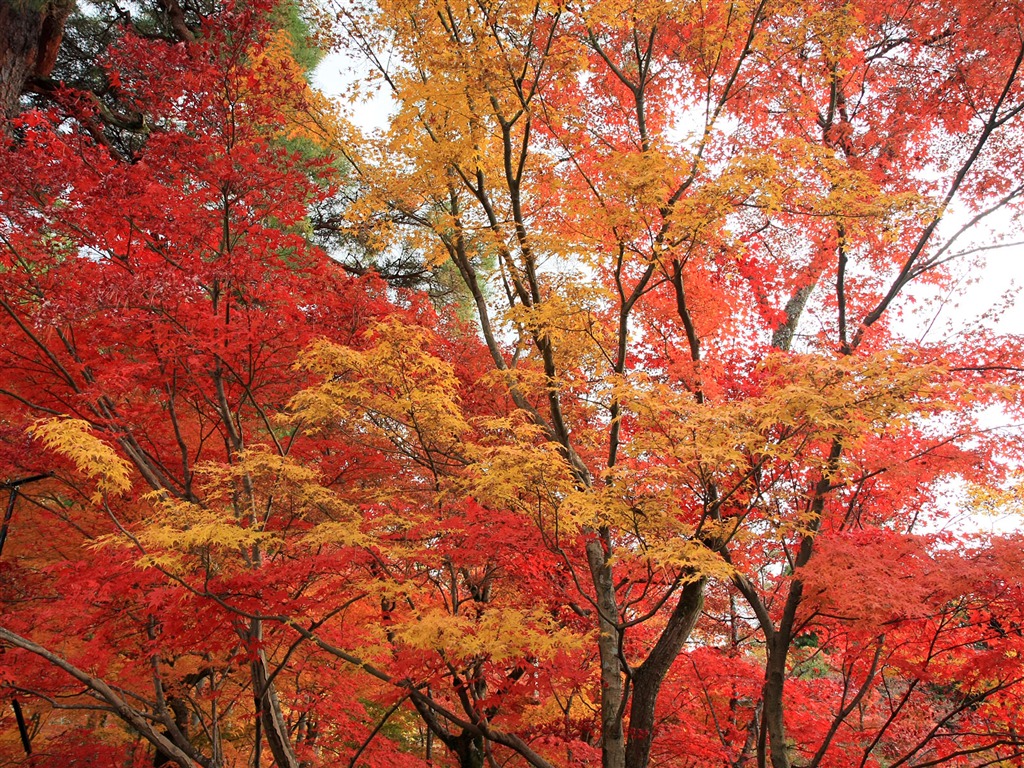 Beautiful Maple Leaf Wallpaper #17 - 1024x768