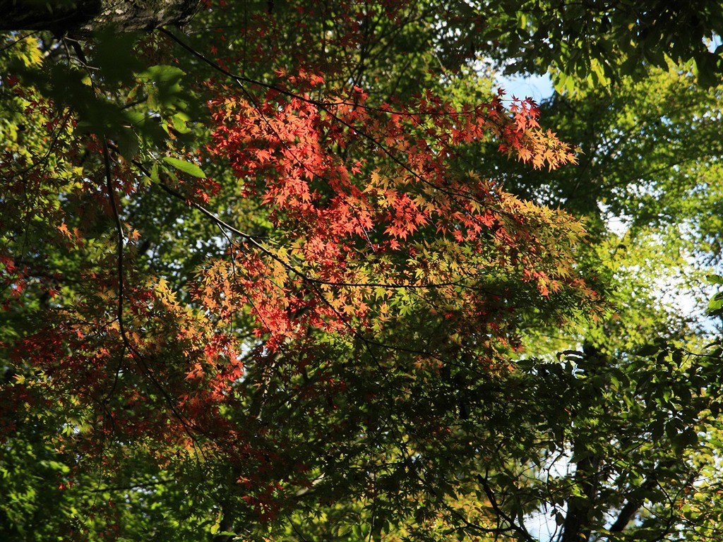 Beautiful Maple Leaf Wallpaper #18 - 1024x768