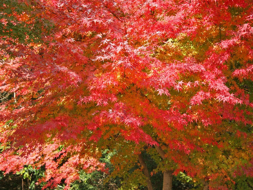 Fond d'écran Belle Feuille d'érable #19 - 1024x768