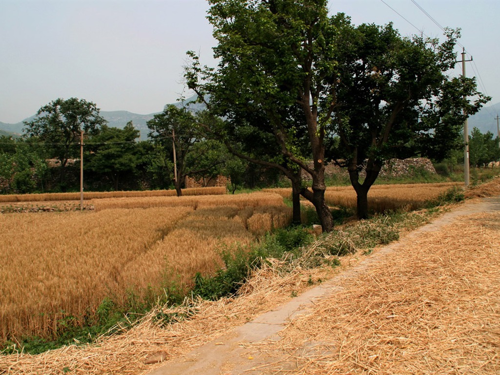 Wheat familiar (Minghu Metasequoia works) #1 - 1024x768