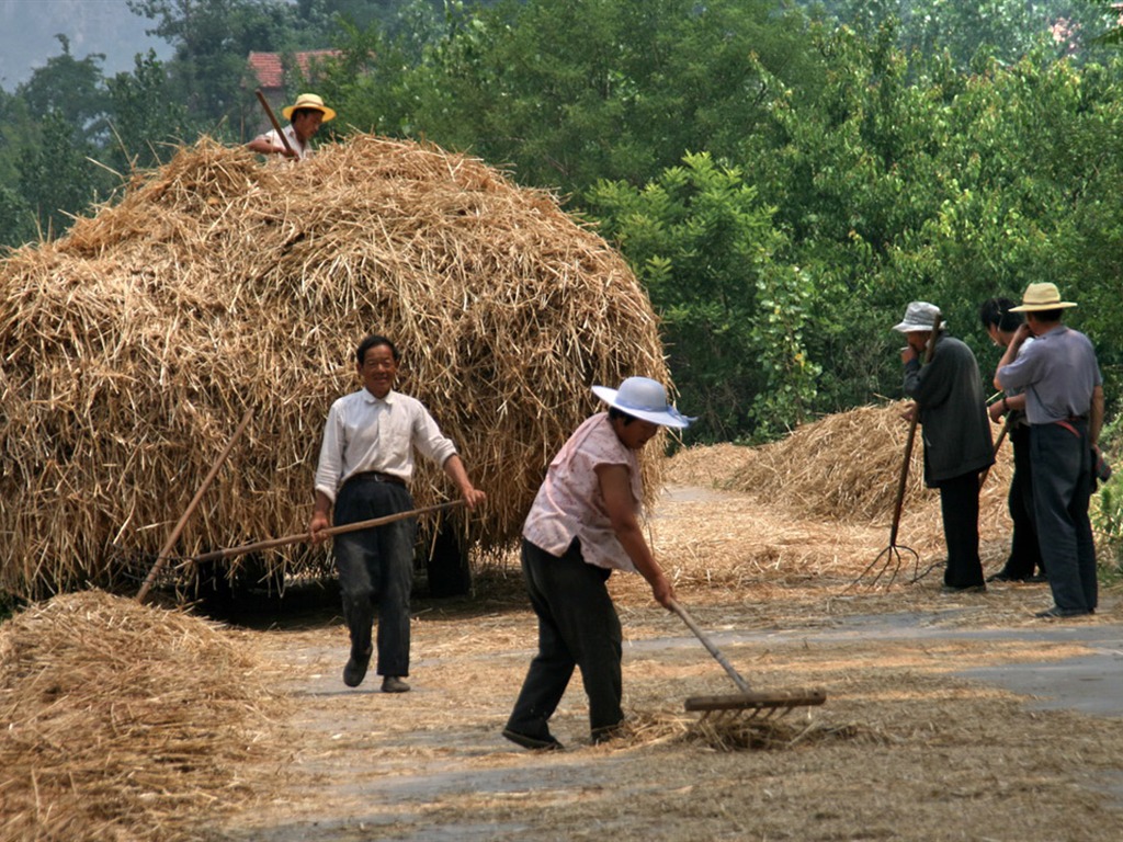 Wheat familiar (Minghu Metasequoia works) #5 - 1024x768