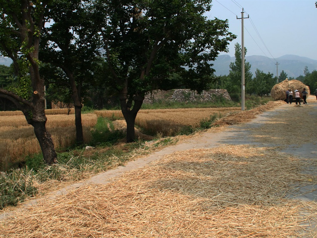Wheat familiar (Minghu Metasequoia works) #6 - 1024x768