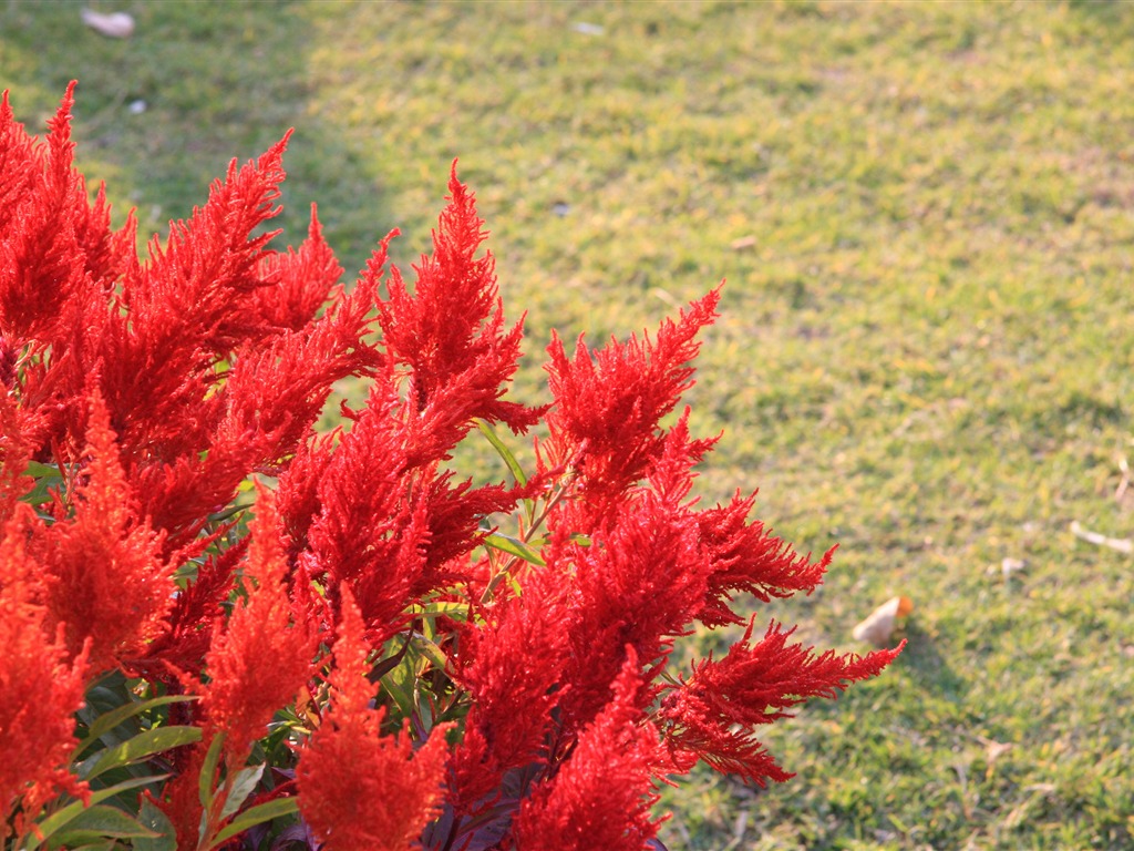 佳能 EOS 40D 樣張壁紙 #16 - 1024x768