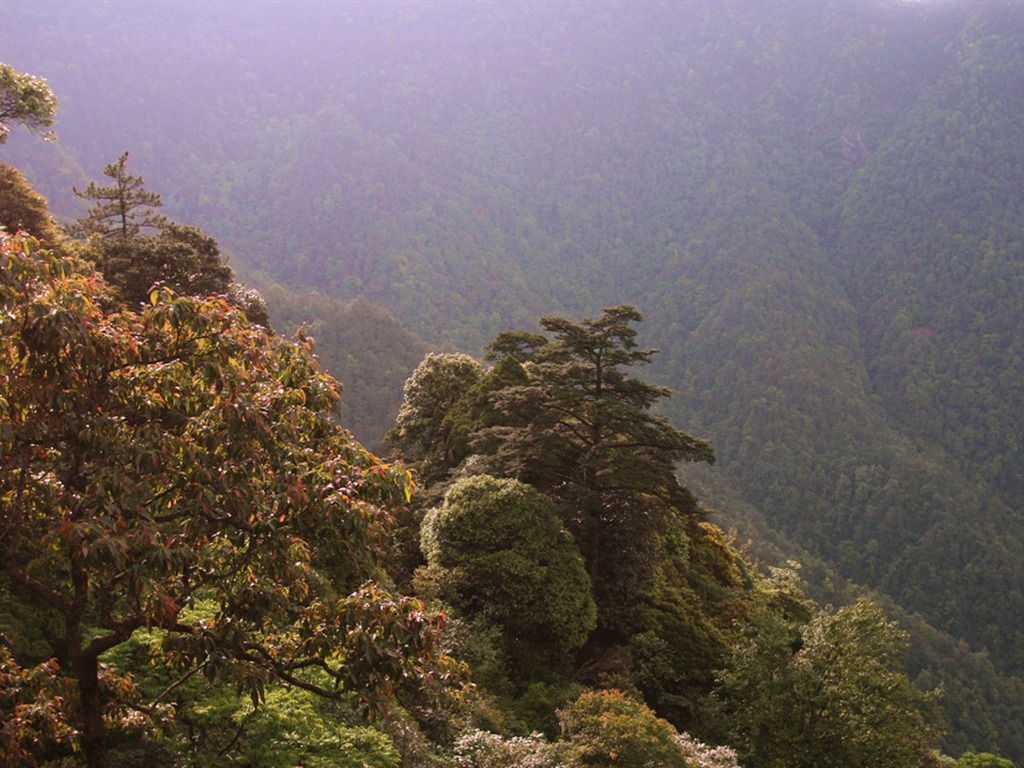 Jinggangshan (Minghu Metasequoia works) #5 - 1024x768