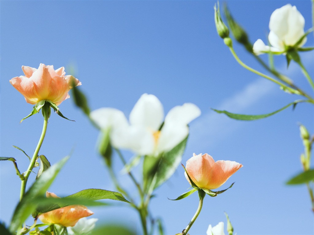 晴空下的鮮花 #2 - 1024x768